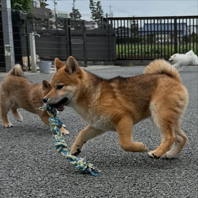 @erenhof_kennel のInstagram投稿(1か月前)