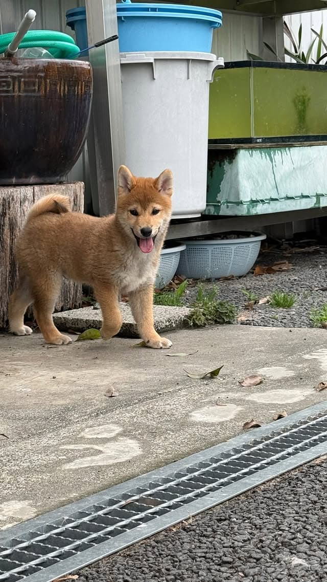 @erenhof_kennel のInstagram投稿(1か月前)