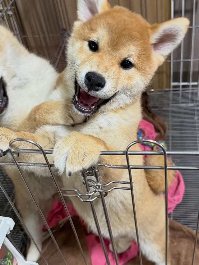 @erenhof_kennel のInstagram投稿(15日前)