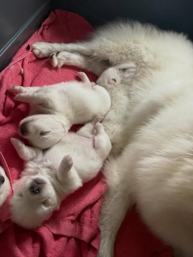@erenhof_kennel のInstagram投稿(7日前)