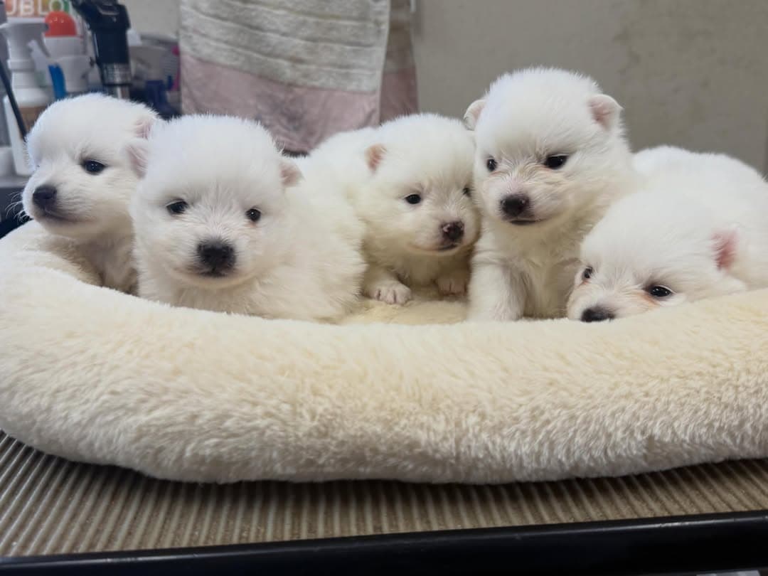 @erenhof_kennel のInstagram投稿(1時間前)