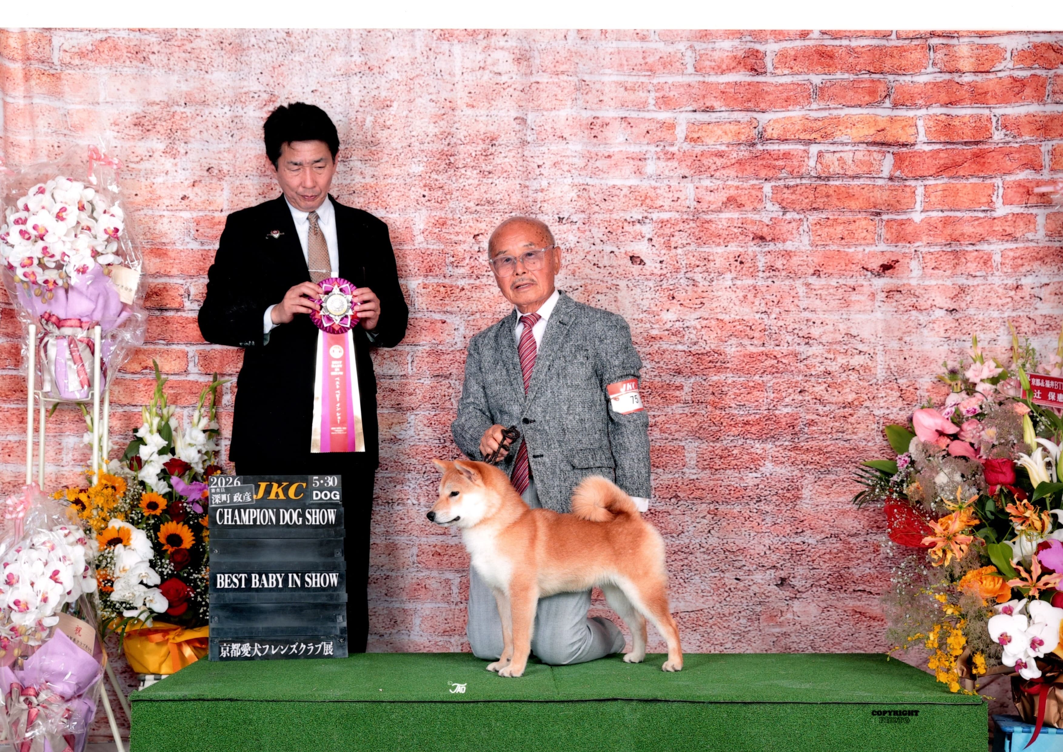 JKCドッグショー BEST BABY IN SHOW — 柴犬と審査の様子